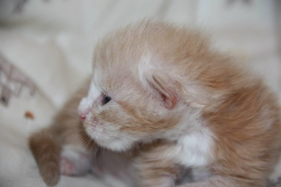 Maine Coon Tukenjas Mr Red Burgundy billede 10