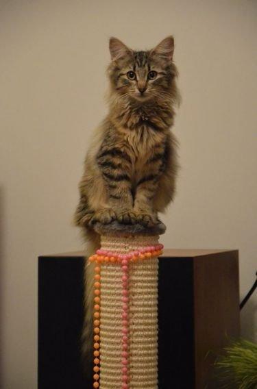 Norsk Skovkat "Ocky" - Fyrendals Rock Star billede 2