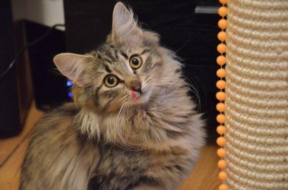 Norsk Skovkat "Ocky" - Fyrendals Rock Star billede 1