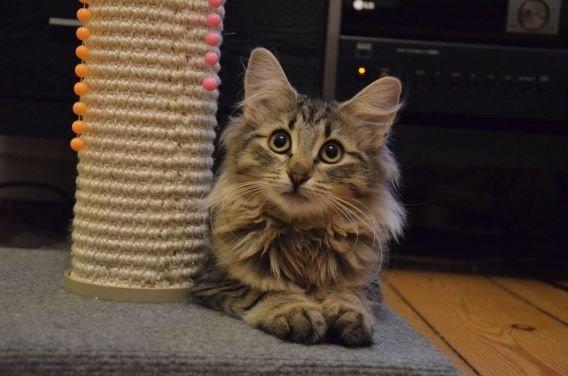 Norsk Skovkat "Ocky" - Fyrendals Rock Star billede 3