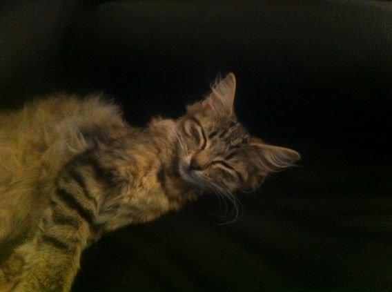 Norsk Skovkat "Ocky" - Fyrendals Rock Star billede 5