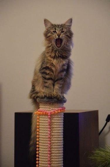 Norsk Skovkat "Ocky" - Fyrendals Rock Star billede 6