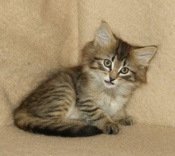 Norsk Skovkat "Ocky" - Fyrendals Rock Star billede 8