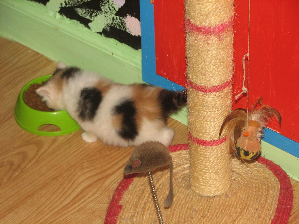 Norsk Skovkat A-team of Loving´s Artemis billede 3
