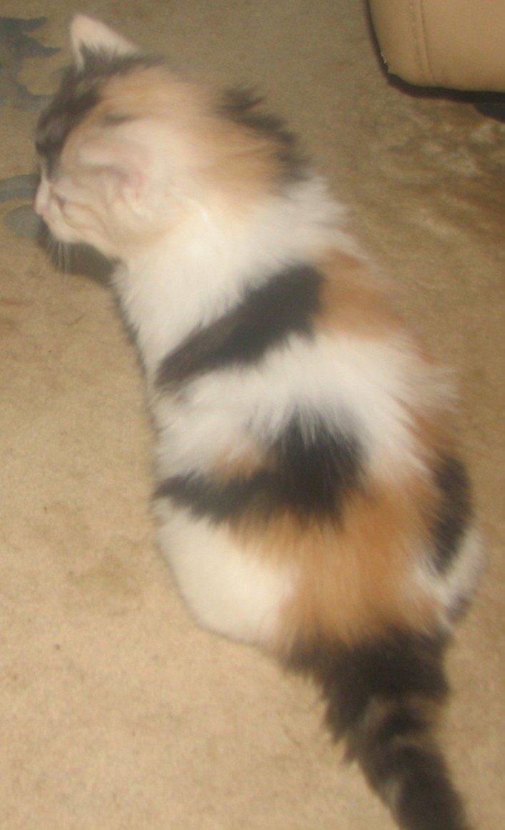 Norsk Skovkat A-team of Loving´s Artemis billede 4