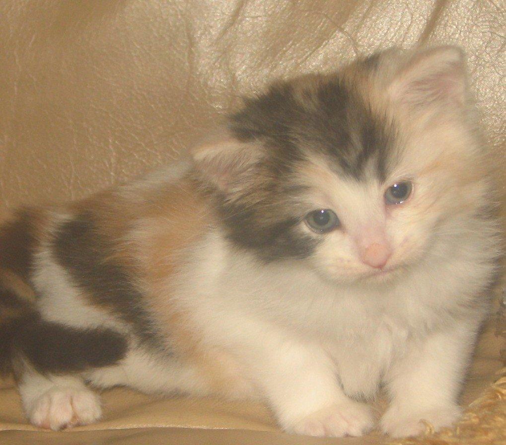 Norsk Skovkat A-team of Loving´s Artemis billede 6
