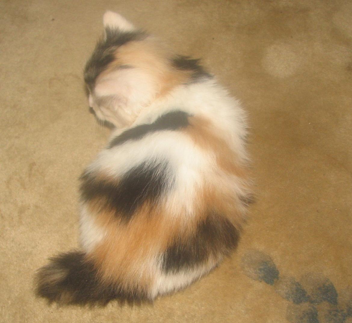 Norsk Skovkat A-team of Loving´s Artemis billede 7