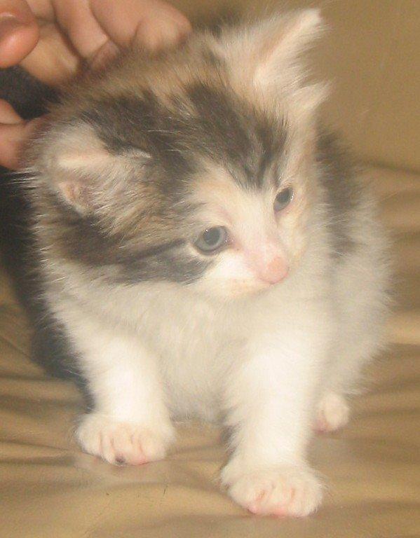 Norsk Skovkat A-team of Loving´s Artemis billede 8