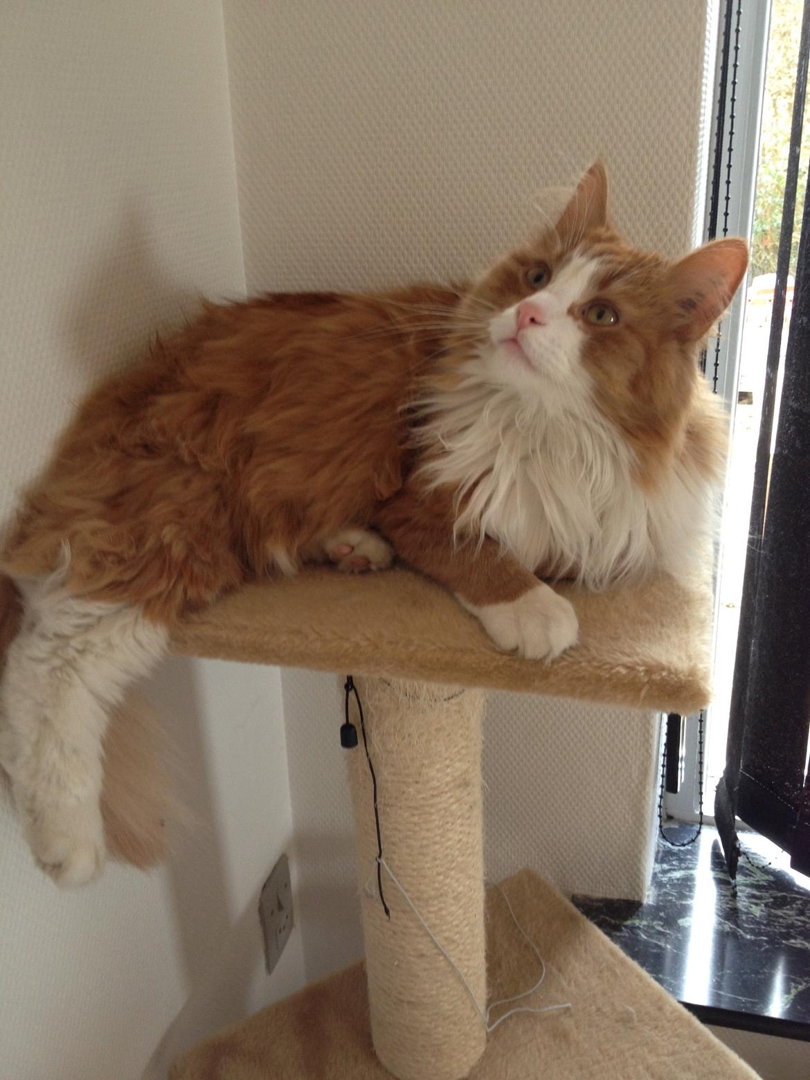 Blanding af racer Maine Coon/Norsk skovkat Malde billede 9