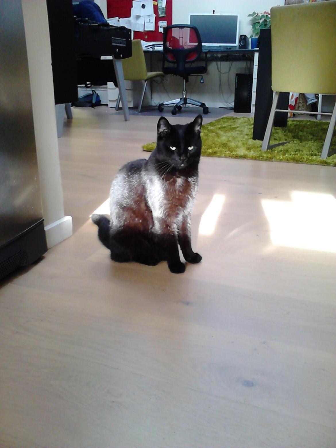 Huskat Kattegårdens Sorte billede 10