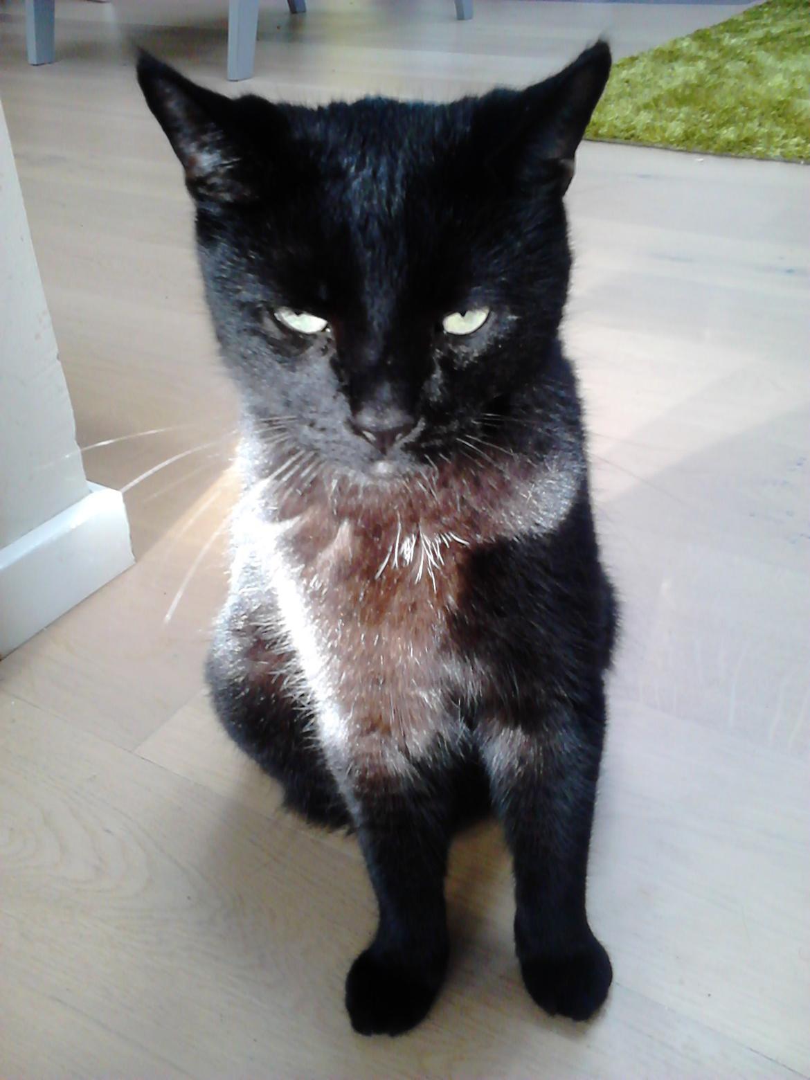 Huskat Kattegårdens Sorte billede 11