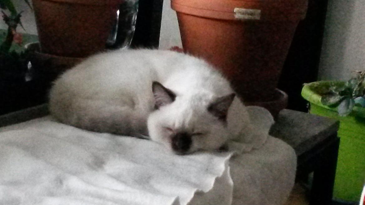 British Shorthair Cookie billede 12