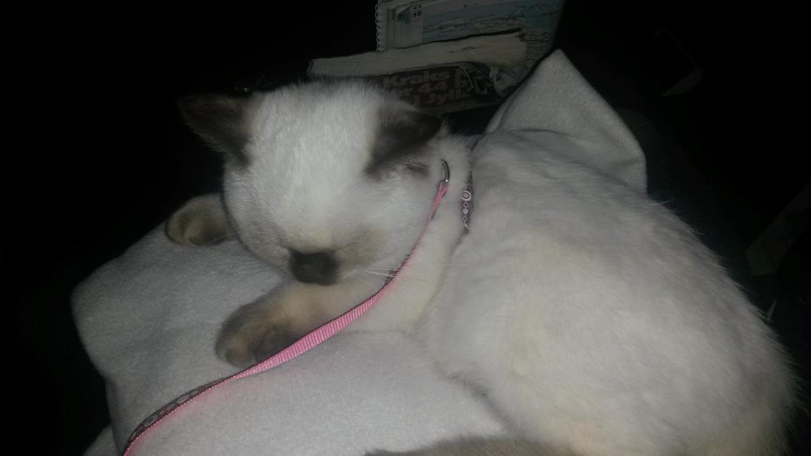 British Shorthair Cookie billede 11