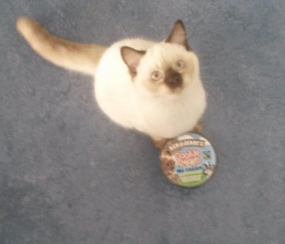 British Shorthair Cookie billede 7