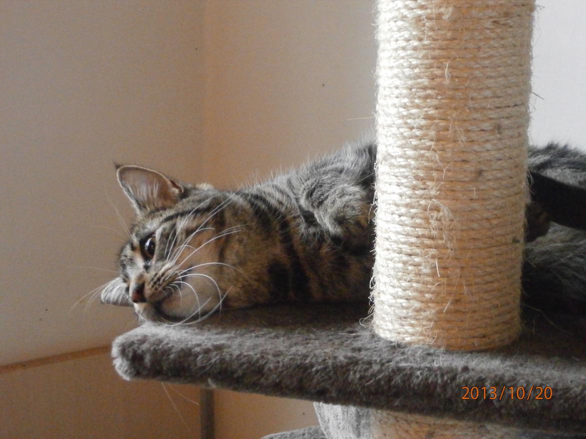 Huskat Little Hope billede 1