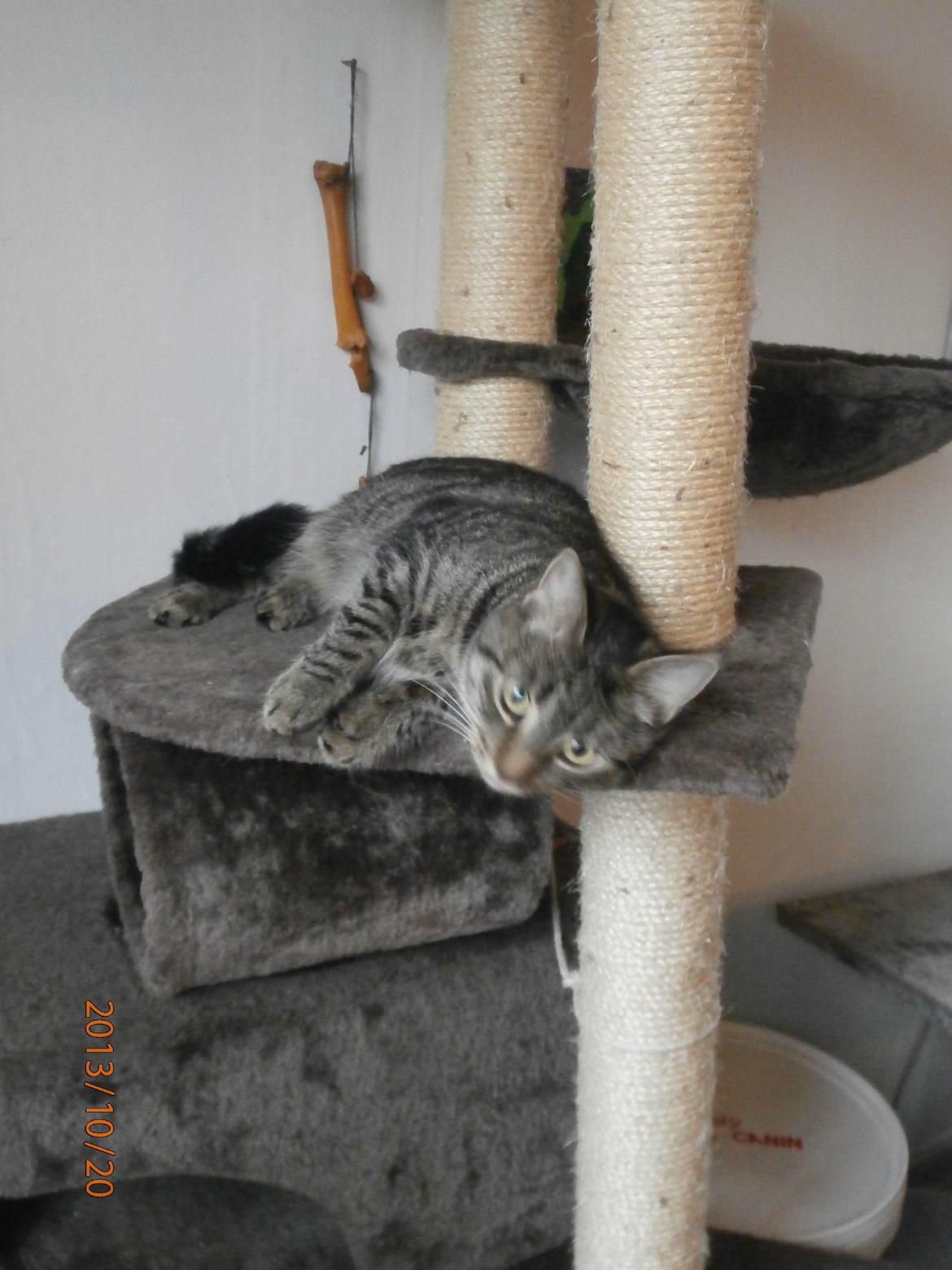 Huskat Little Hope billede 2