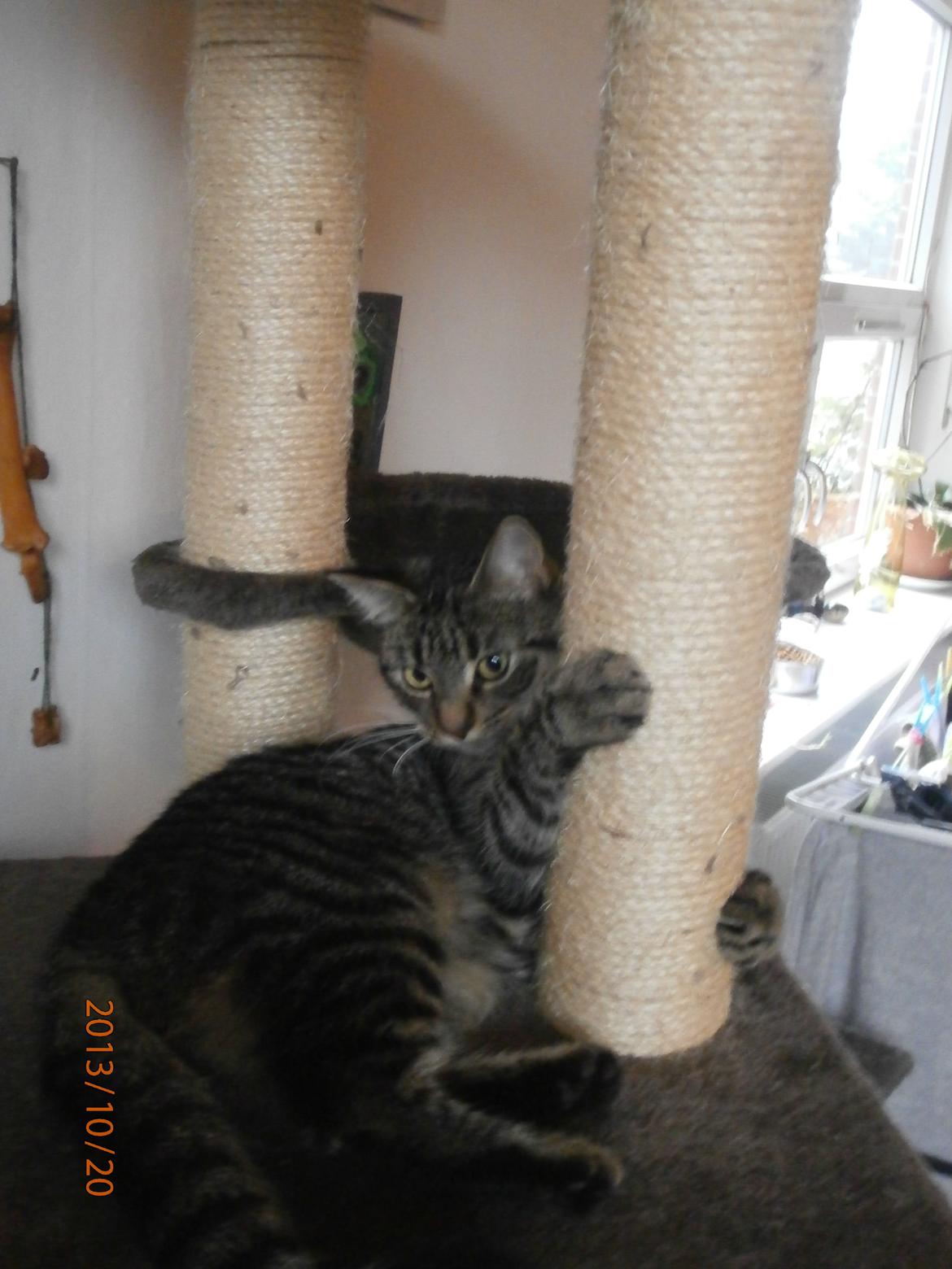 Huskat Little Hope billede 3