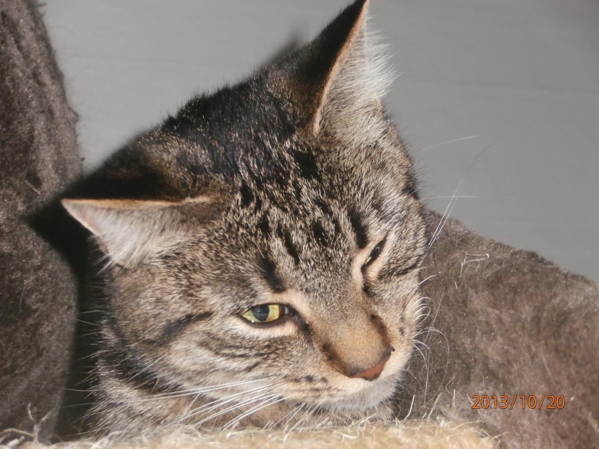 Huskat Little Hope billede 4