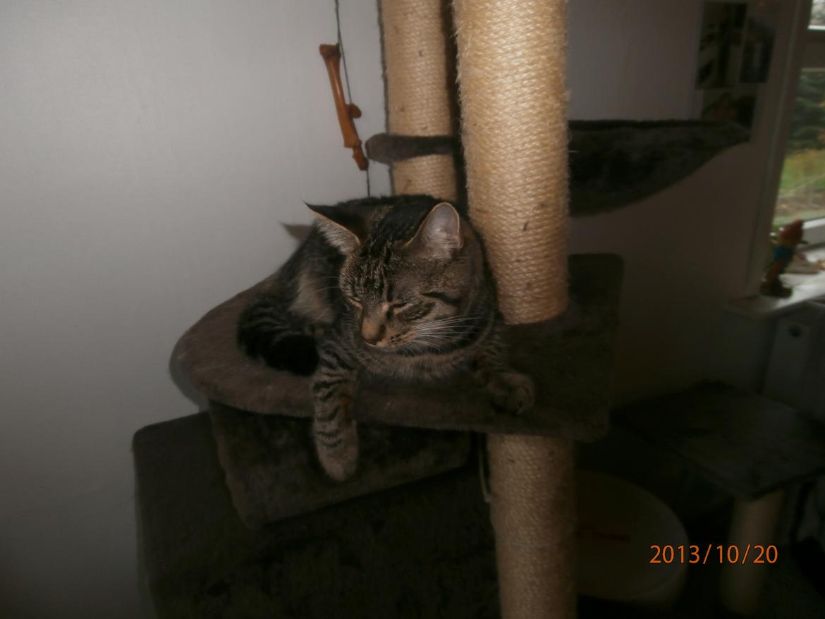 Huskat Little Hope billede 5