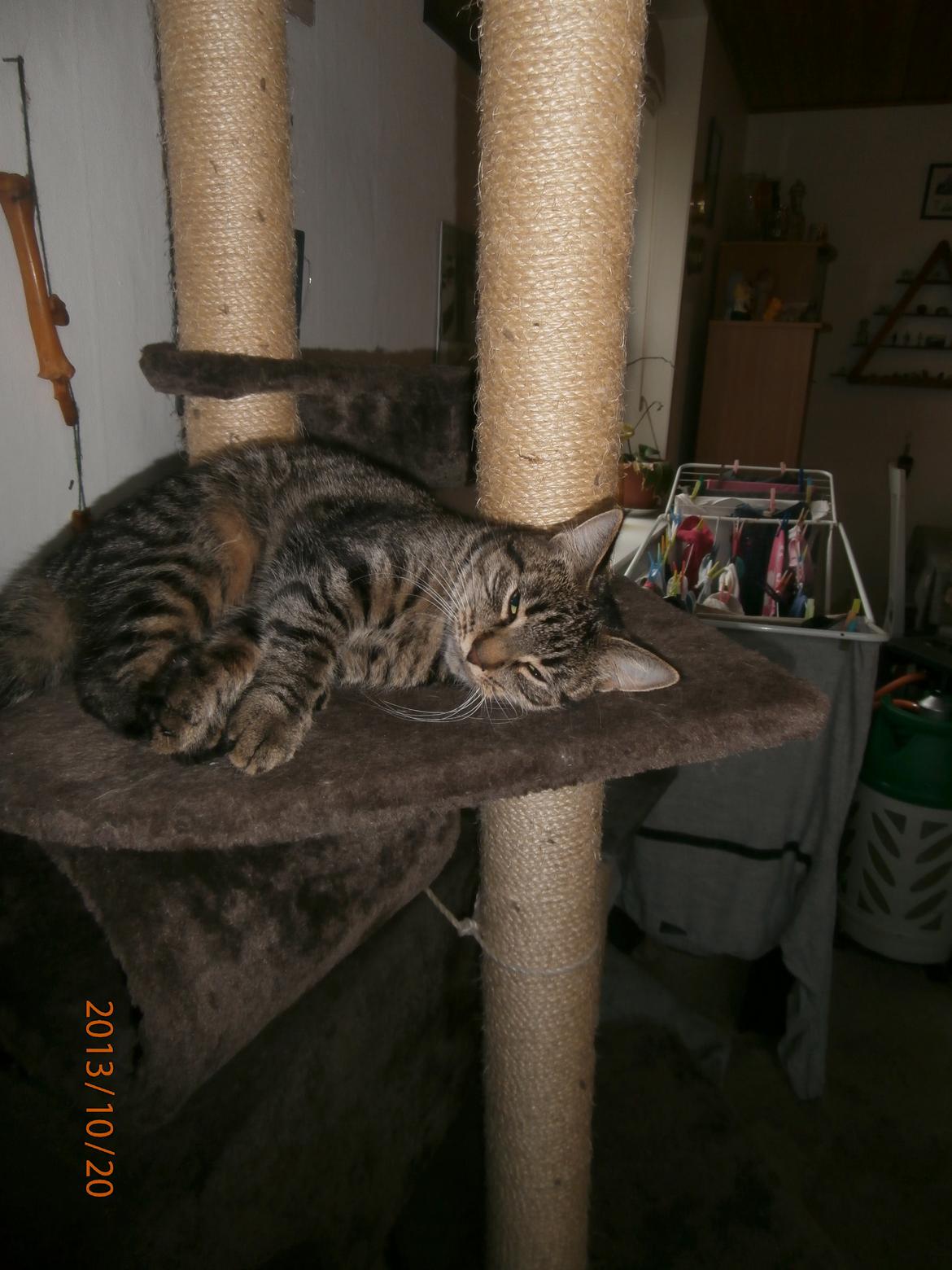 Huskat Little Hope billede 6