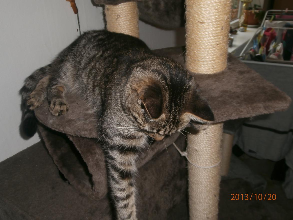 Huskat Little Hope billede 7