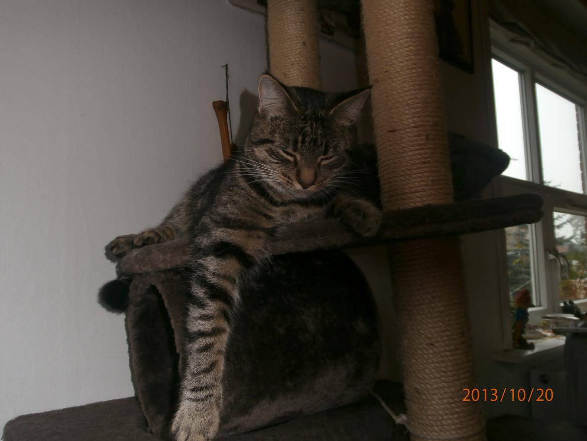 Huskat Little Hope billede 8