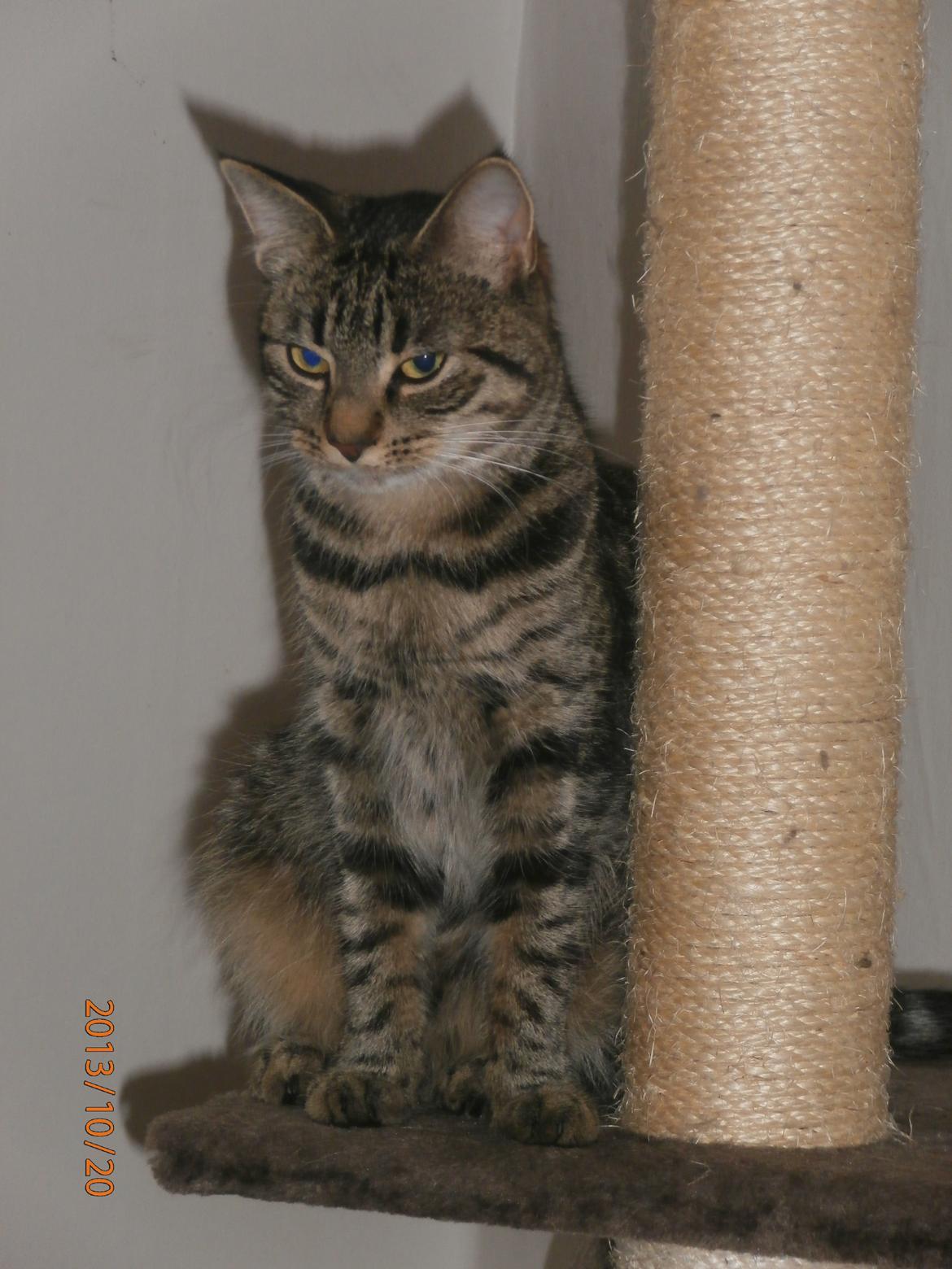 Huskat Little Hope billede 9