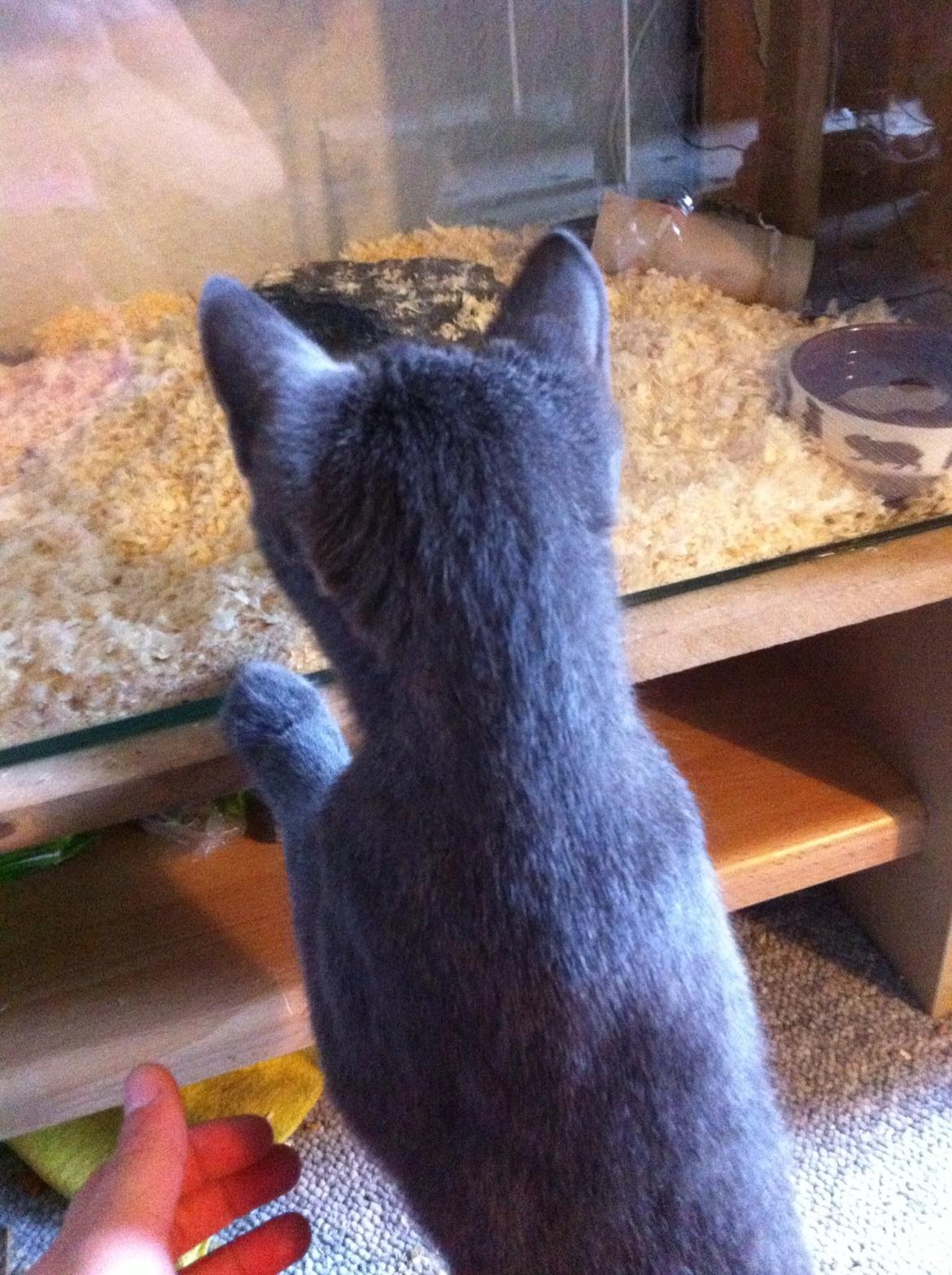 Russian Blue Nala billede 2