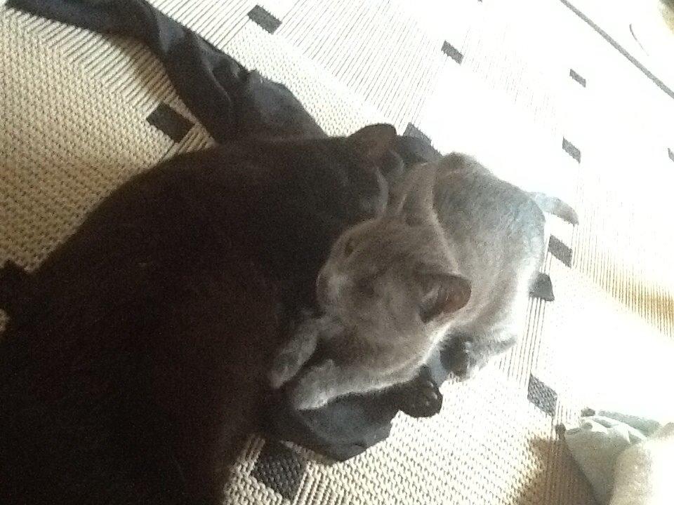 Russian Blue Nala billede 4