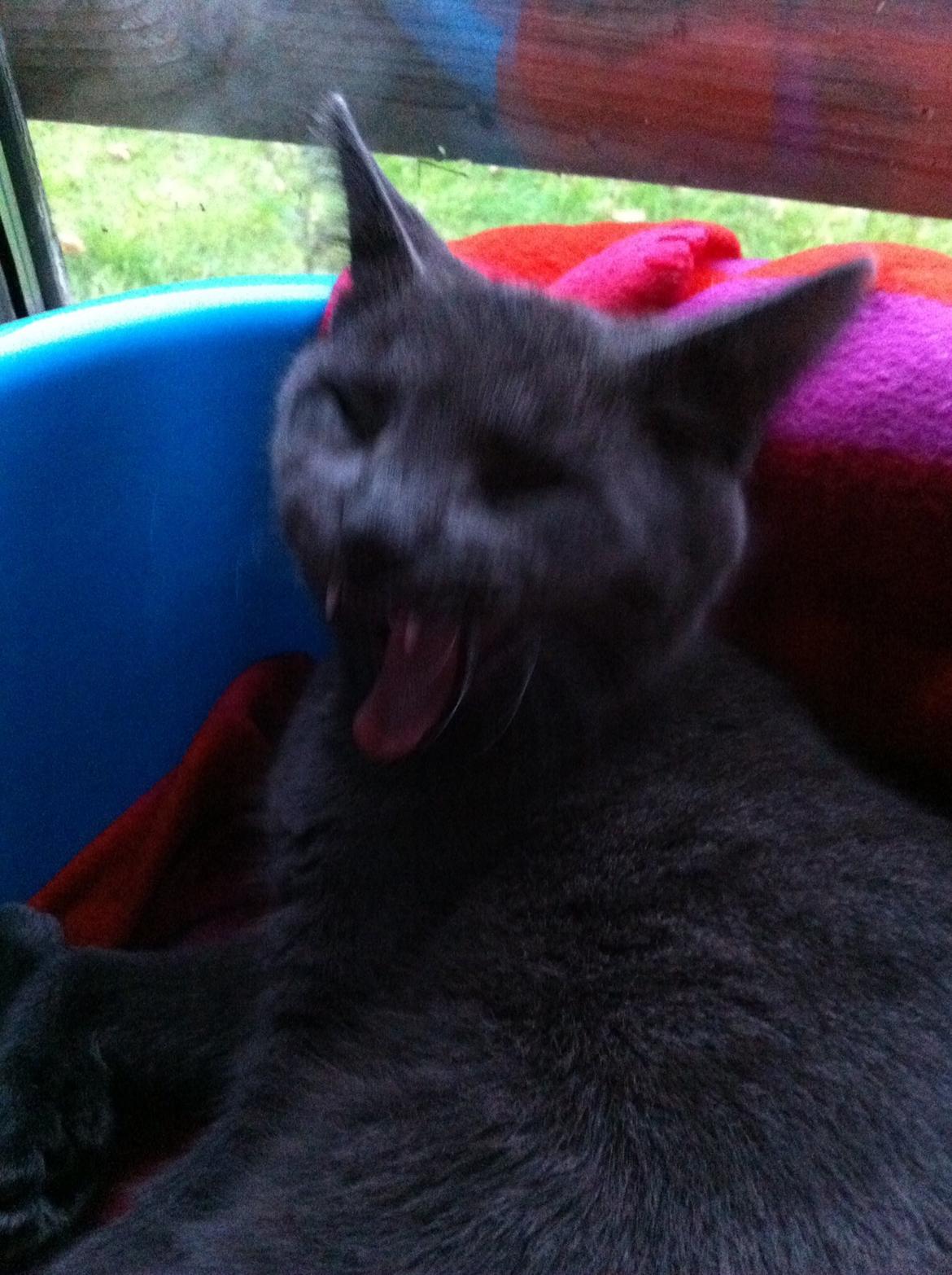 Russian Blue Nala billede 7