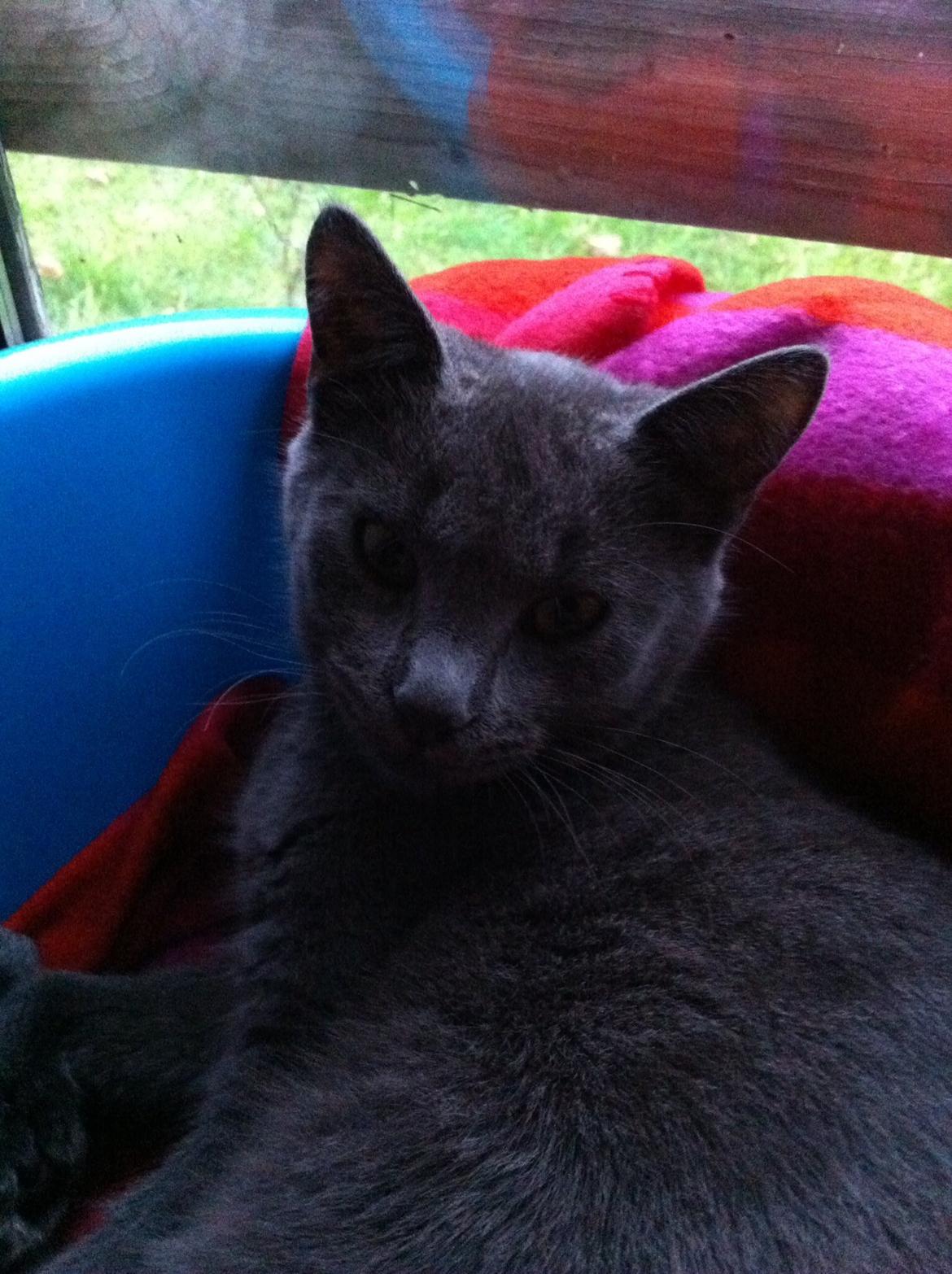 Russian Blue Nala billede 8