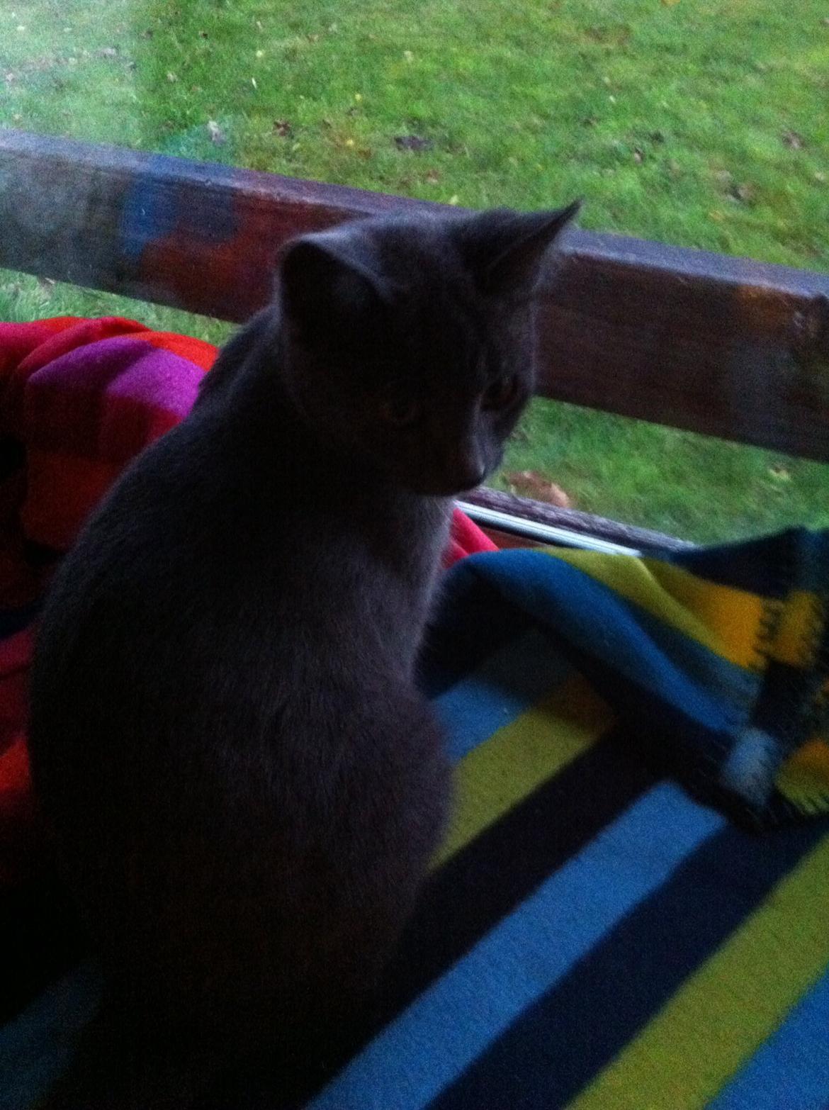 Russian Blue Nala billede 9