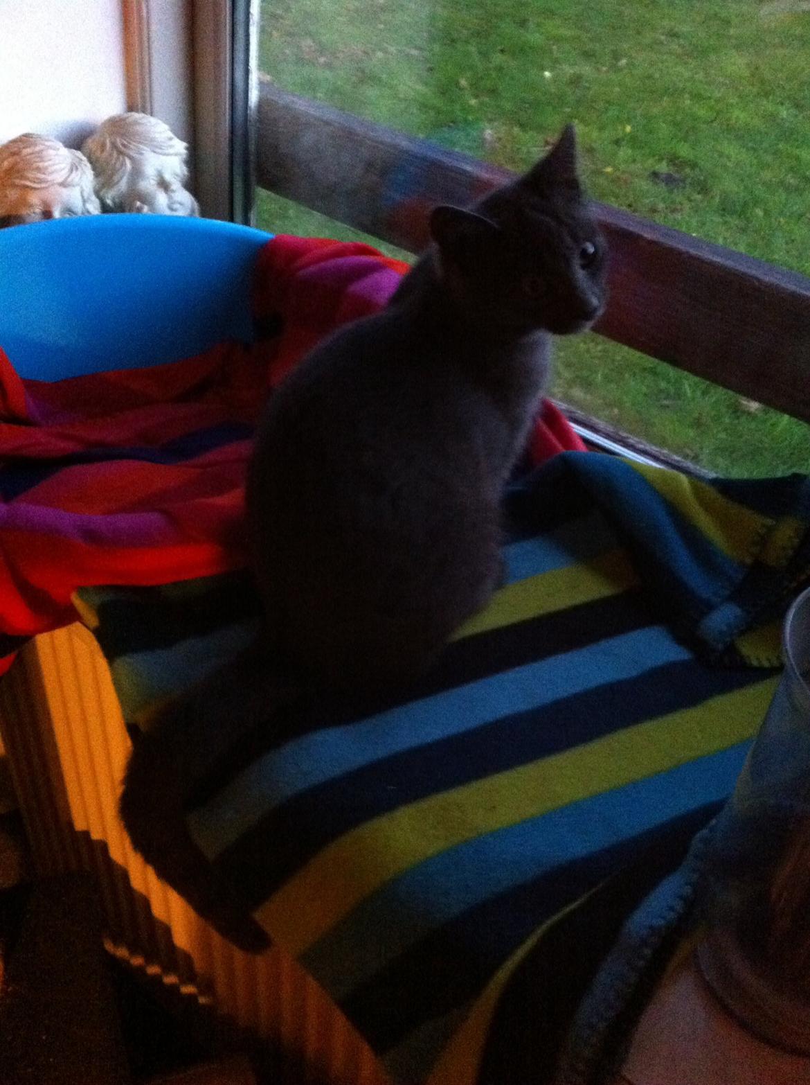 Russian Blue Nala billede 11