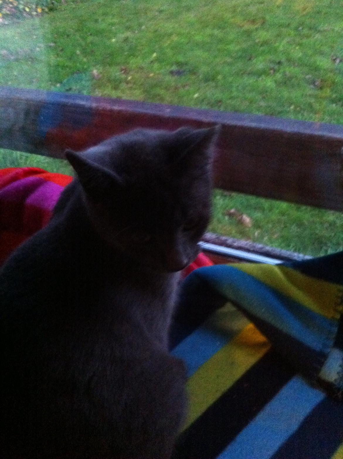 Russian Blue Nala billede 12