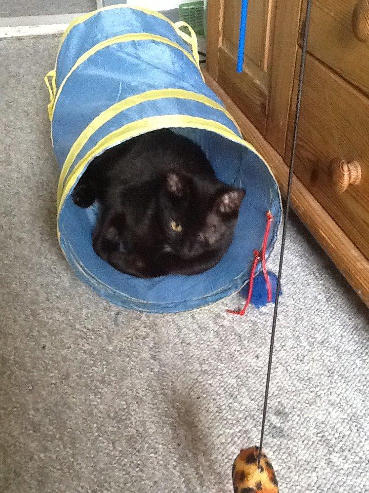 Huskat Fede  billede 1