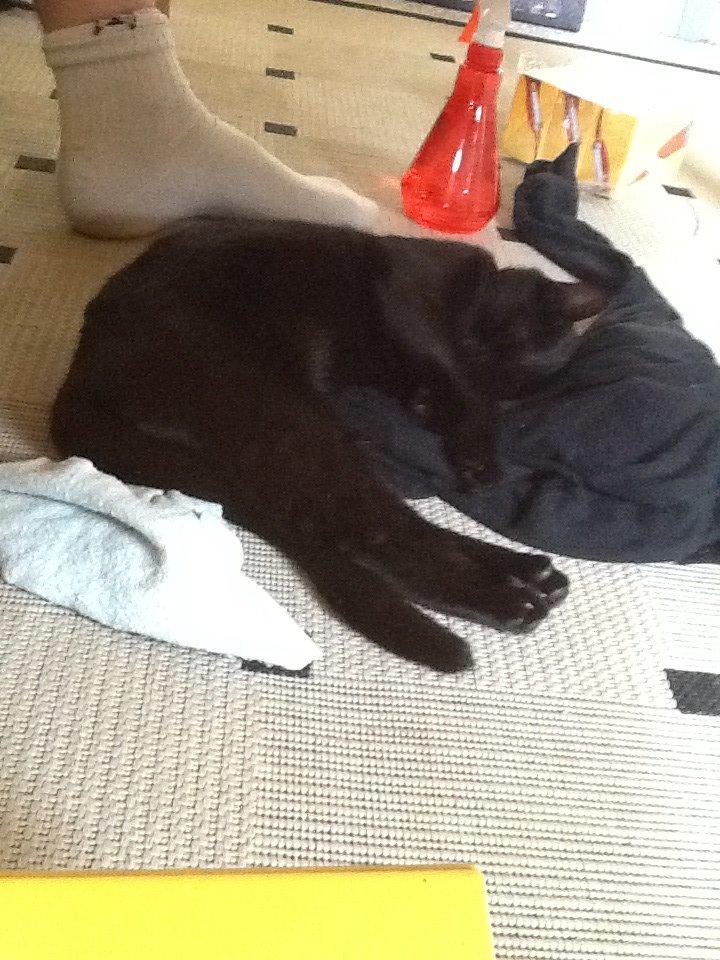 Huskat Fede  billede 2