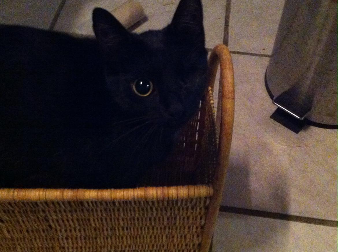 Huskat Fede  billede 3