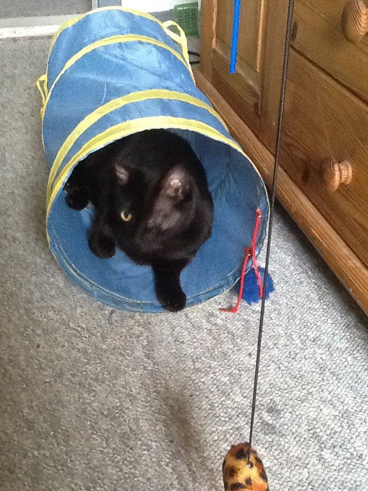 Huskat Fede  billede 4