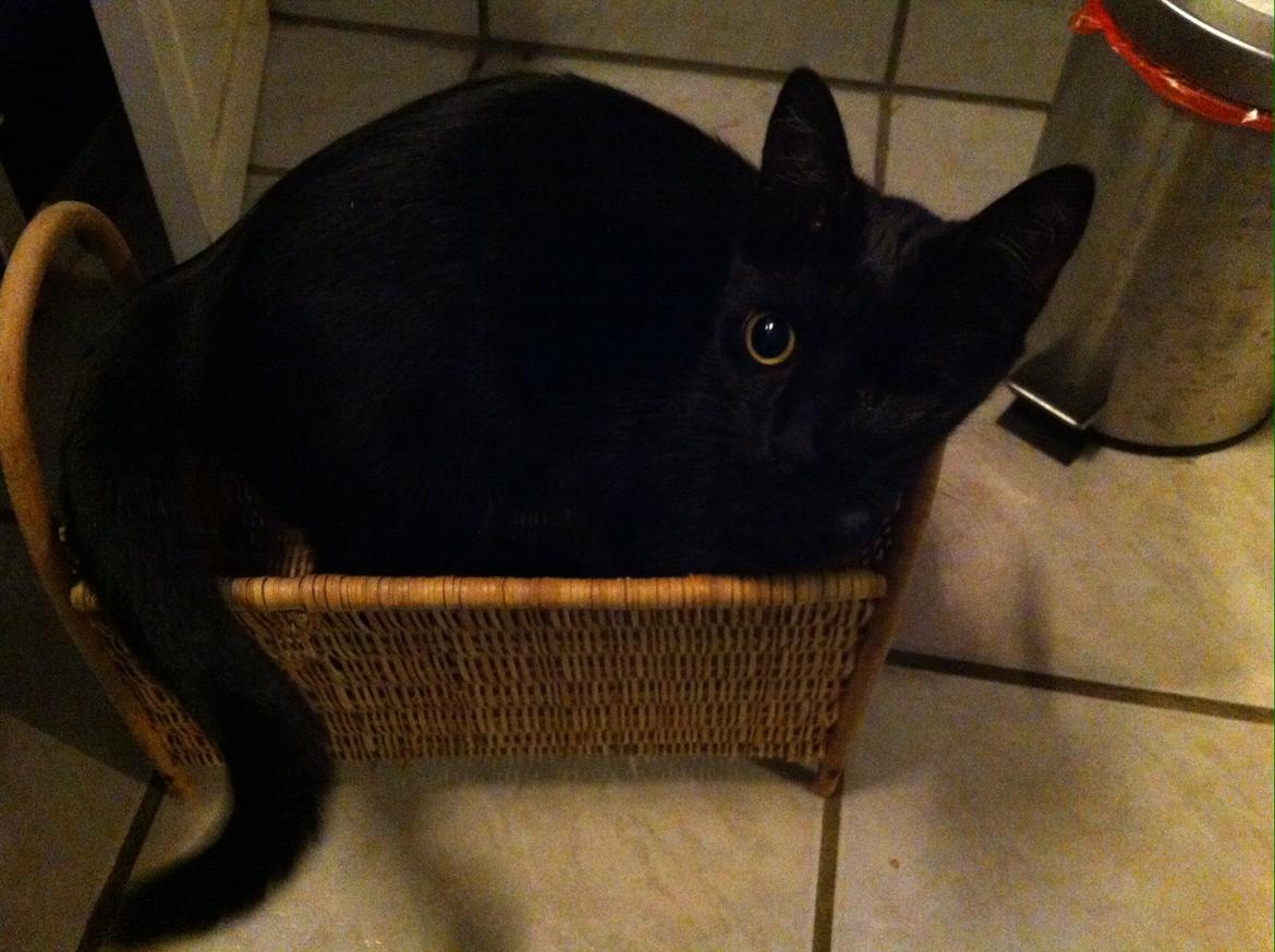 Huskat Fede  billede 5