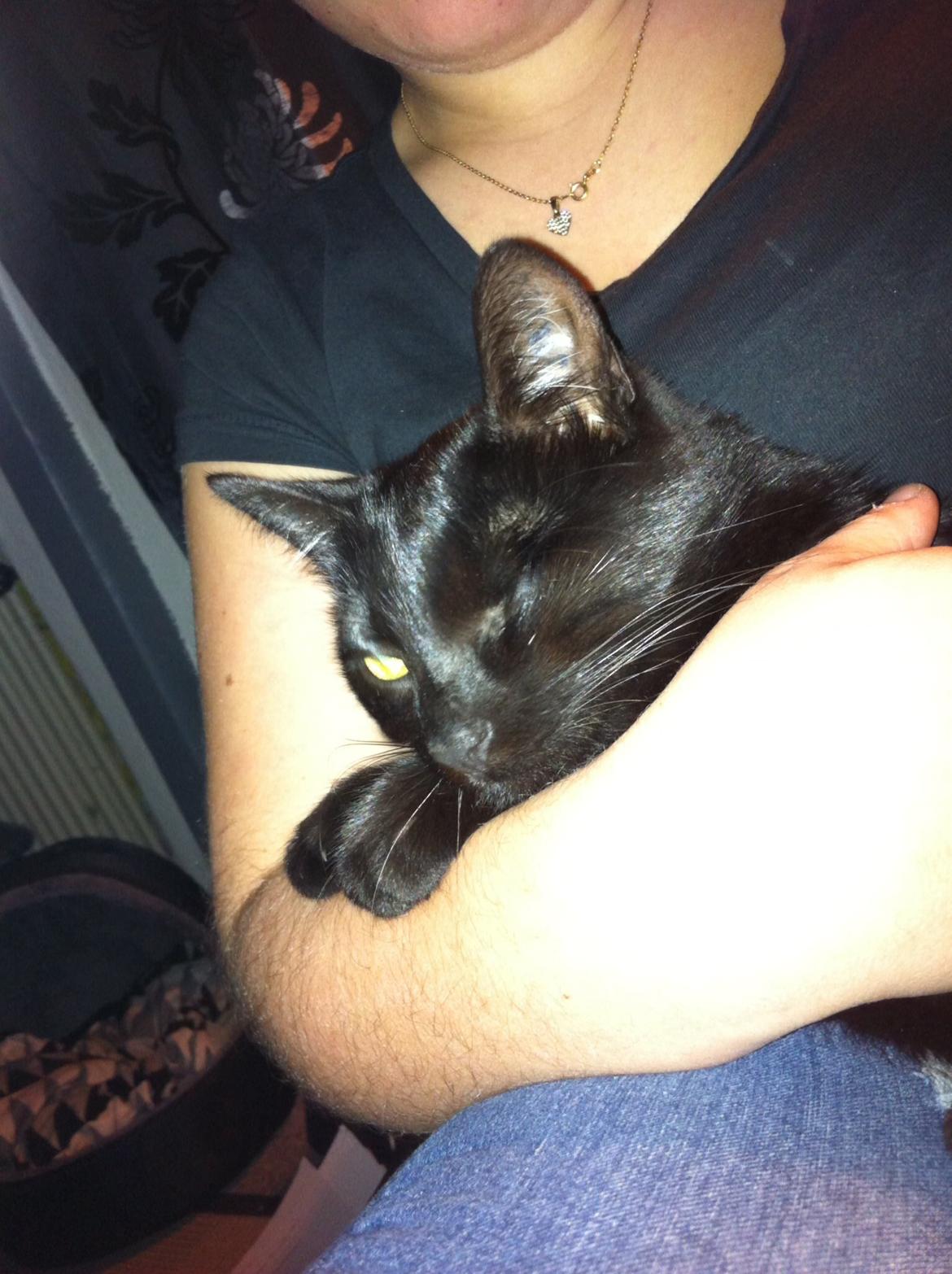 Huskat Fede  billede 6