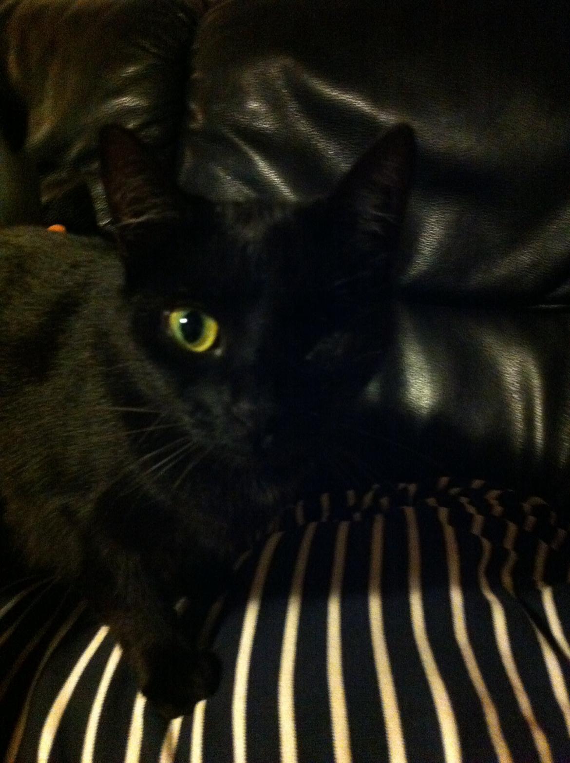 Huskat Fede  billede 7