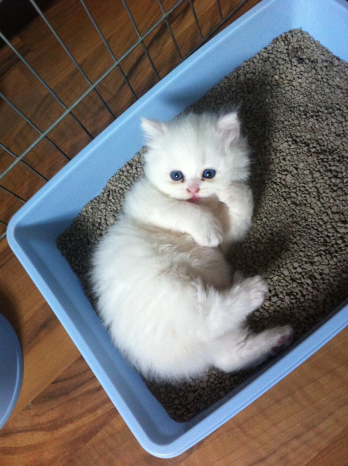 Blanding af racer Harley - Nyt bekendtskab med en kattebakke :) billede 8