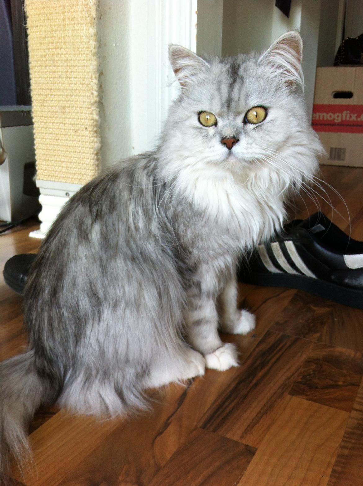 Blanding af racer Tozze -Tarzan billede 14