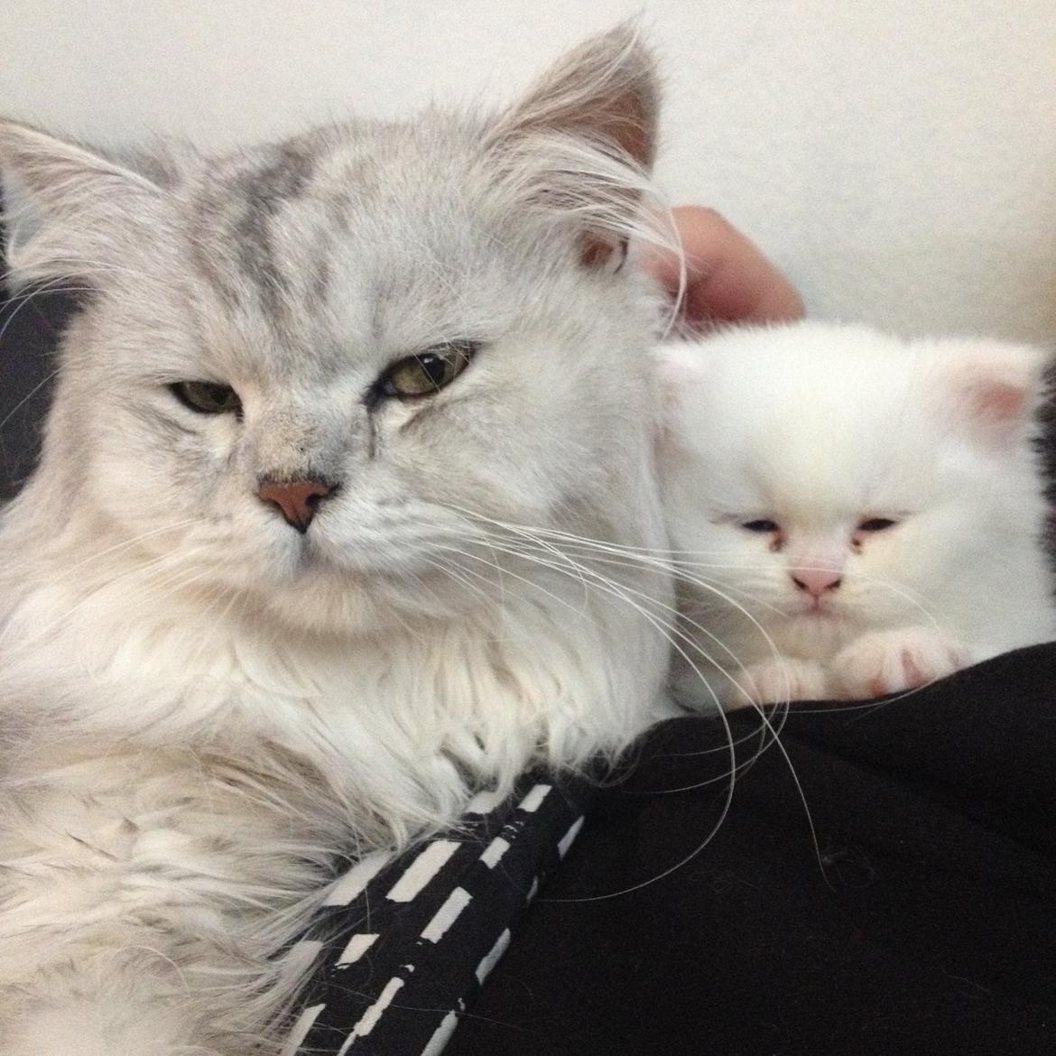 Blanding af racer Tozze -Tarzan billede 15