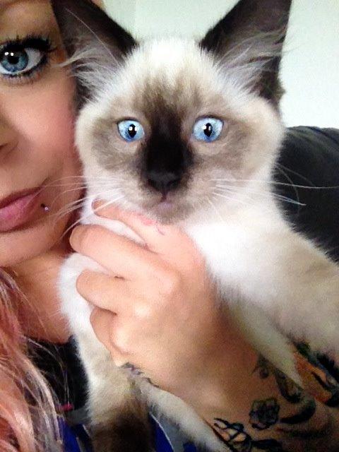 Ragdoll MisMis billede 2