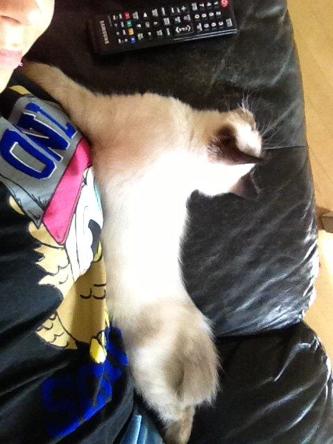 Ragdoll MisMis billede 4