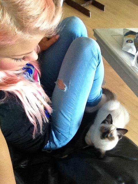 Ragdoll MisMis billede 5