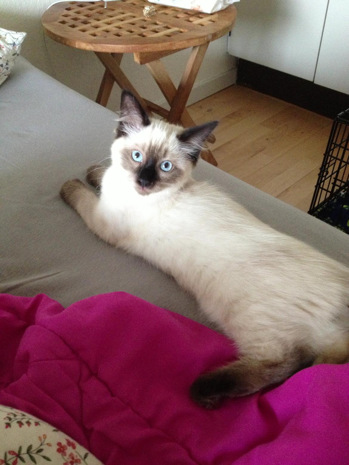 Ragdoll MisMis billede 6