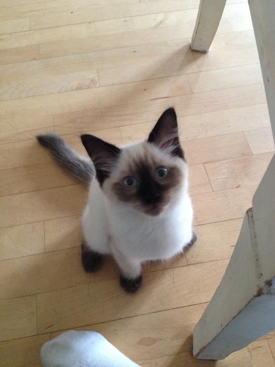Ragdoll MisMis billede 7
