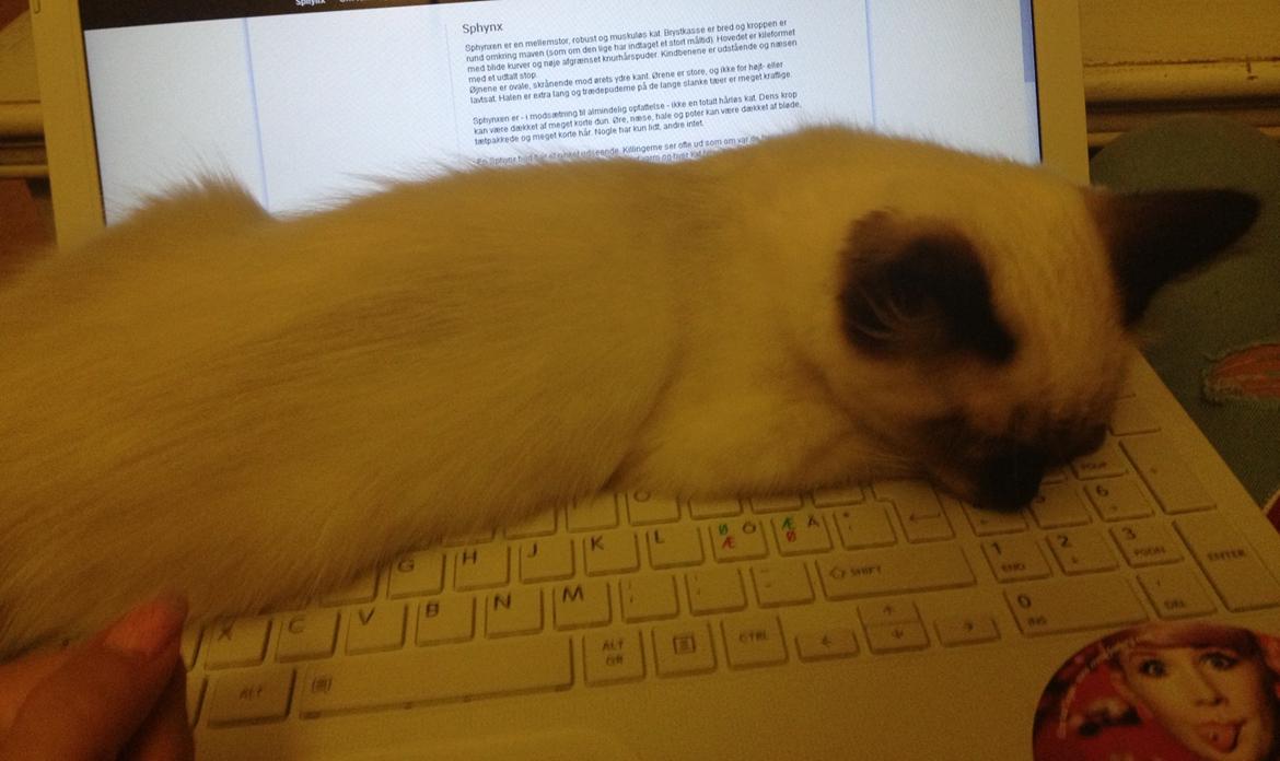 Ragdoll MisMis billede 8
